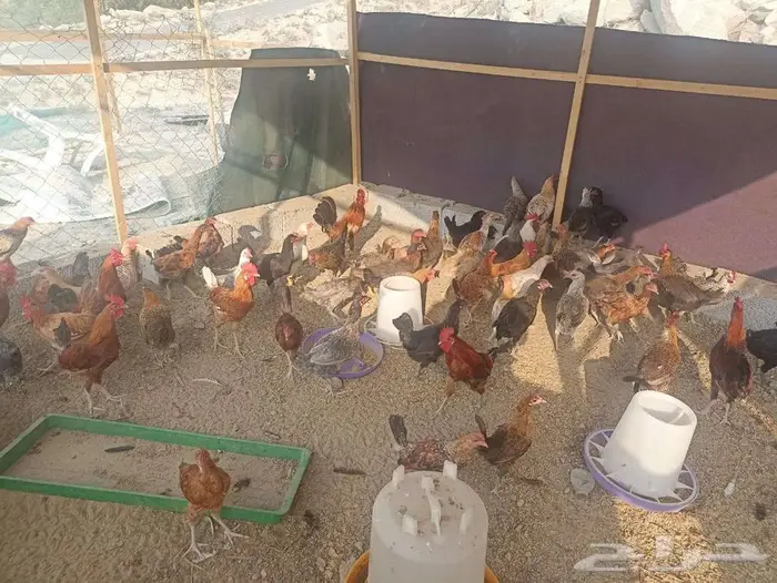 دجاج بلدي مع ديكه 1