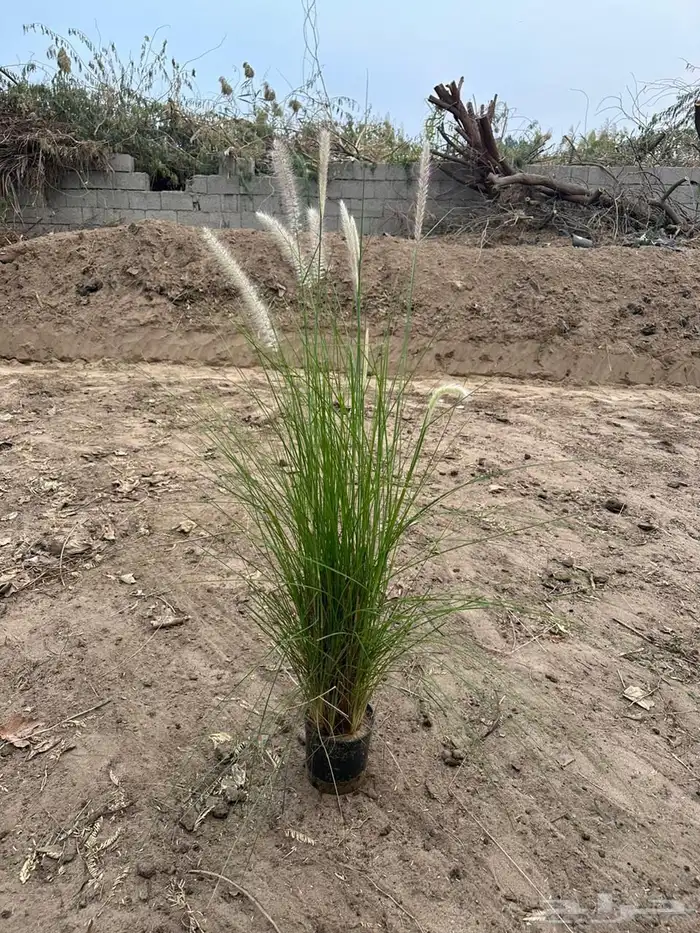 كميات حلفا خضراء بنسيتم اخضر Pennisetum Setaceum 0