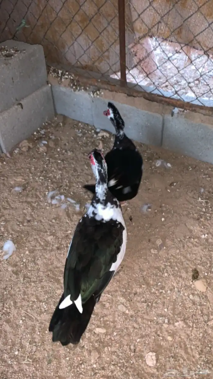 بط بلدي ذكر و انثى 1
