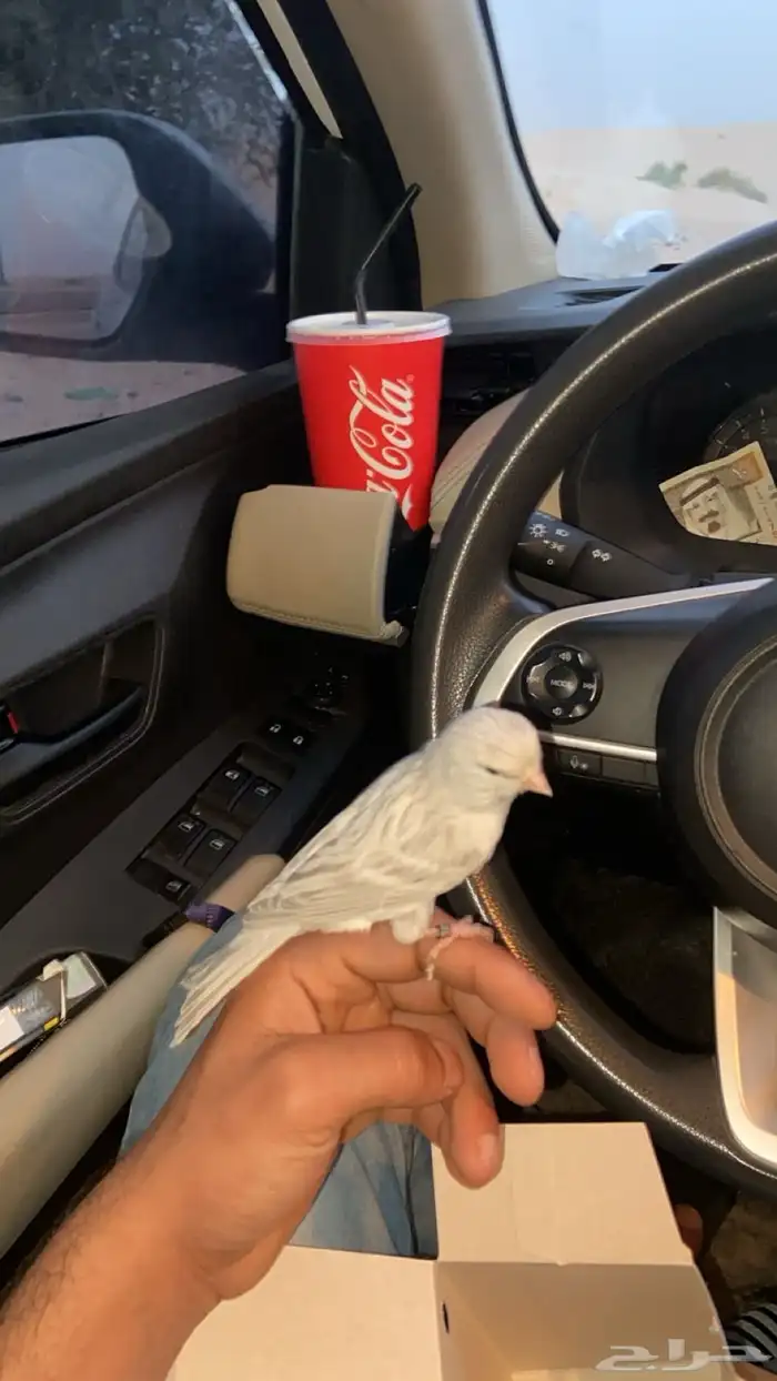 كناري انثى ستنايت سلفر أوربي 1