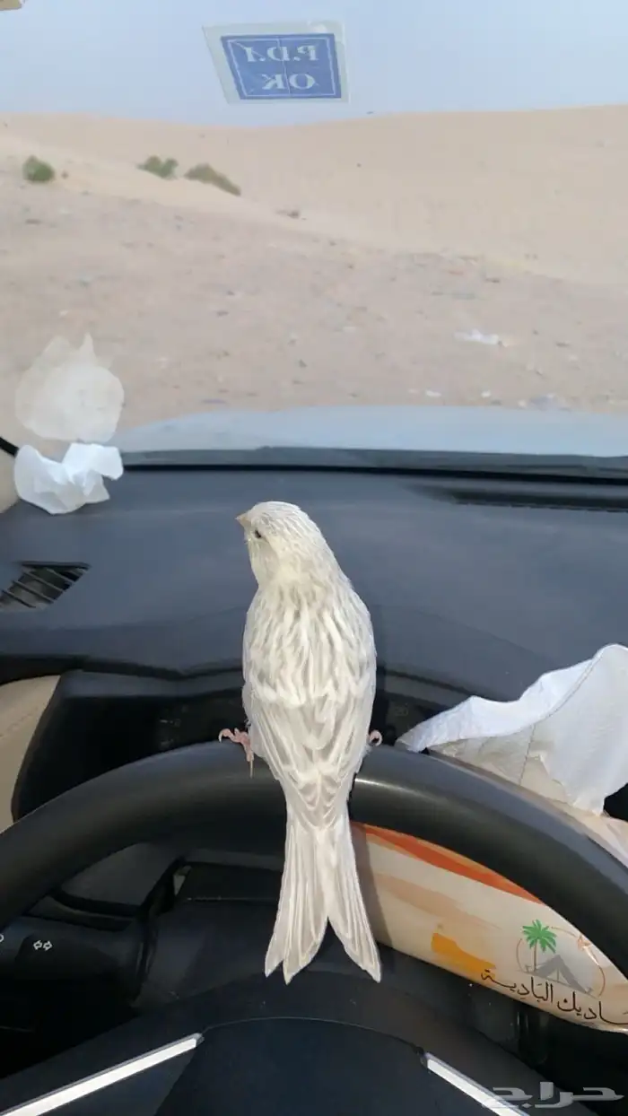 كناري انثى ستنايت سلفر أوربي 0