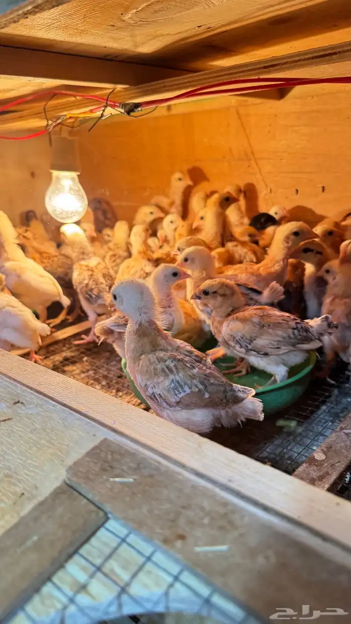 للبيع صوص دجاج 3