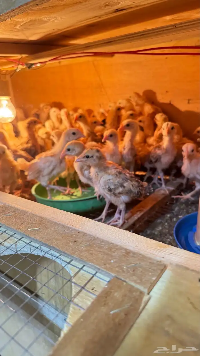 للبيع صوص دجاج 1