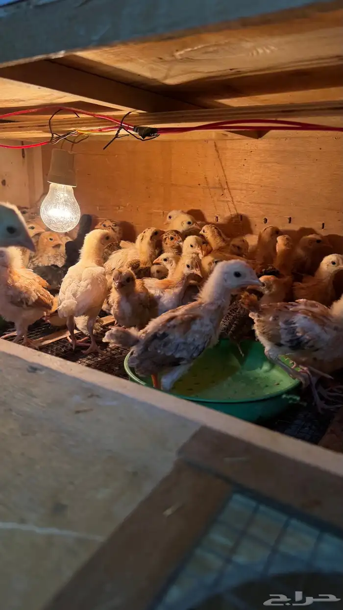 للبيع صوص دجاج 0