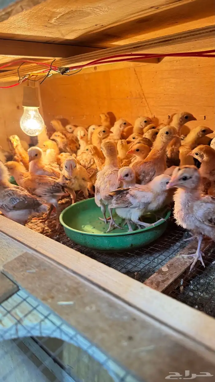 للبيع صوص دجاج 2