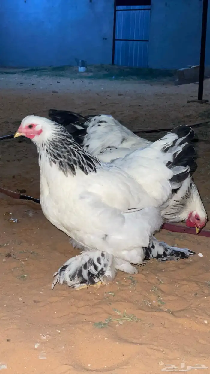 جوز دجاج براهما كولمبي 0