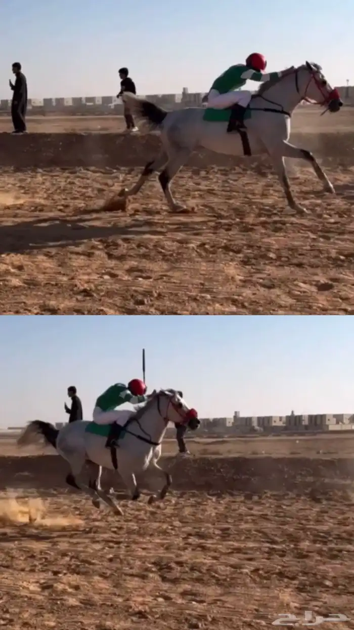 حصان شعبي 6