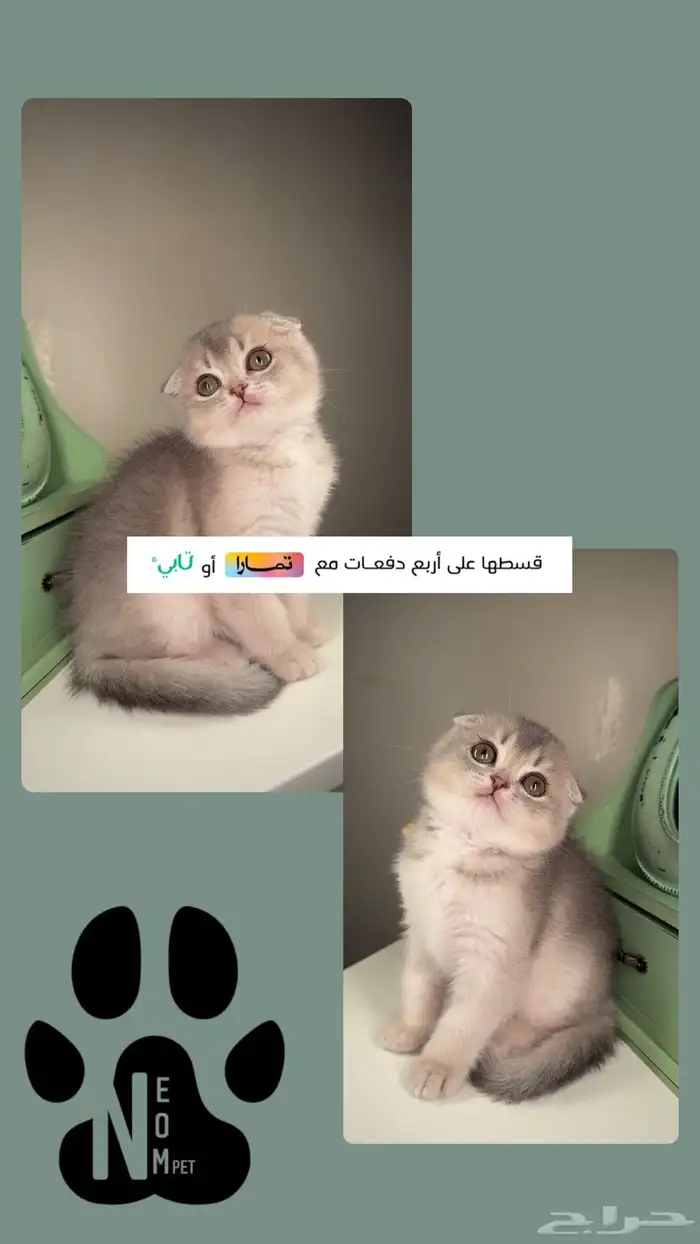 سكوتش فولد ستريت قطط للبيع شيرازي هملايا انثى ذكر قطه قطوه 2