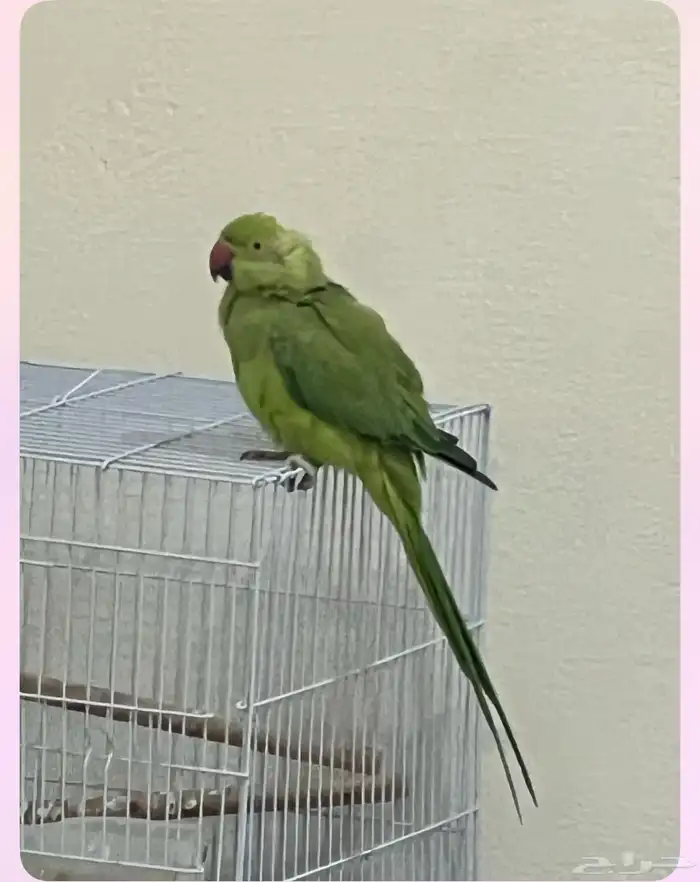 بغبغاء 0