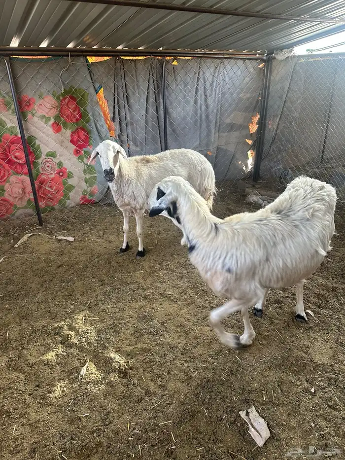ضأن صفر 3