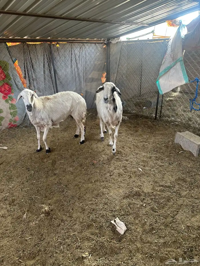 ضأن صفر 2