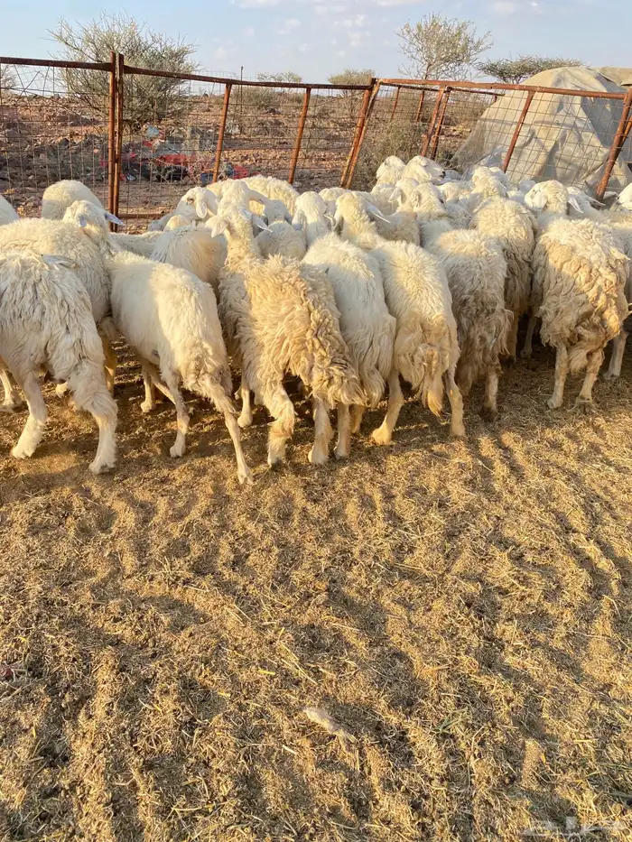 غنم مراح طيبه 0