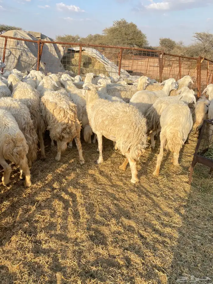 غنم مراح طيبه 2