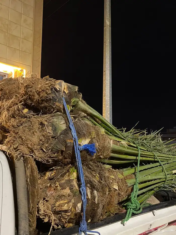 برني  أخلاص 6