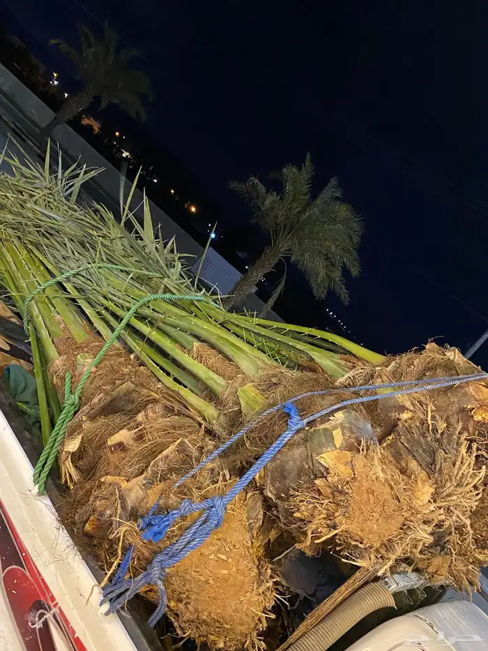 برني  أخلاص 2