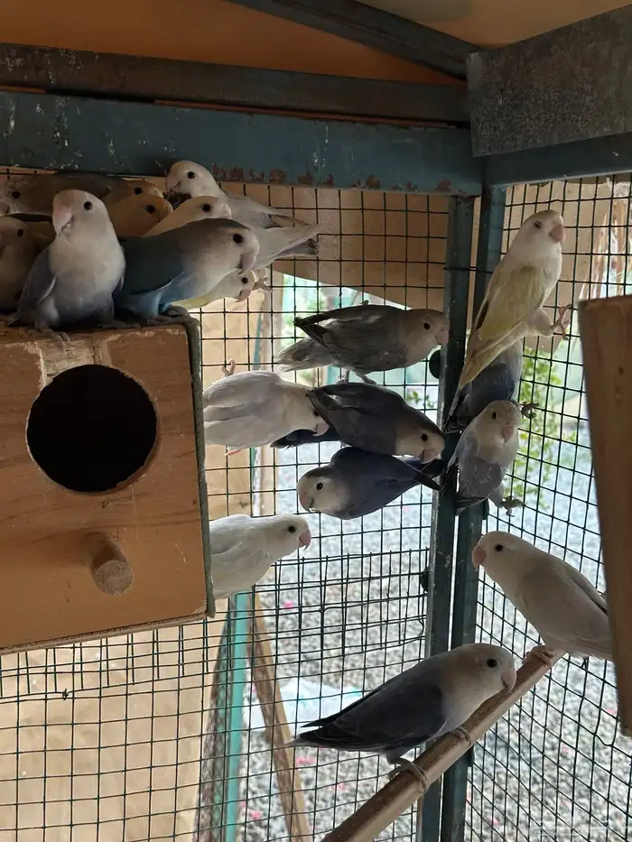 مطير طيور زينة   روز باليدات وفايلوت أوب لاين 11