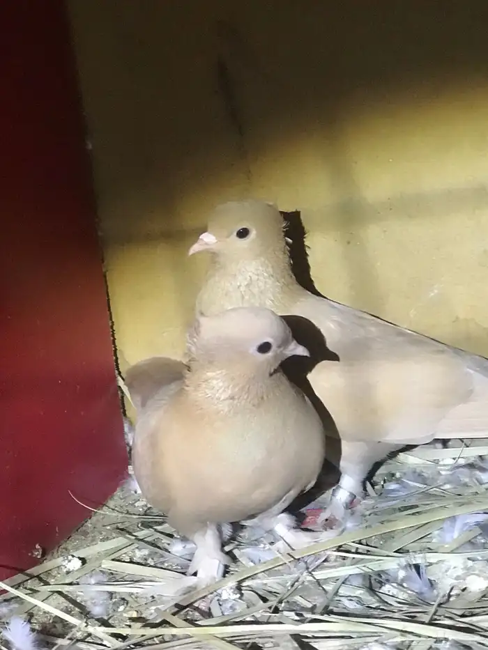 صنعاني حجم صغير وتشريبه وكرست 11