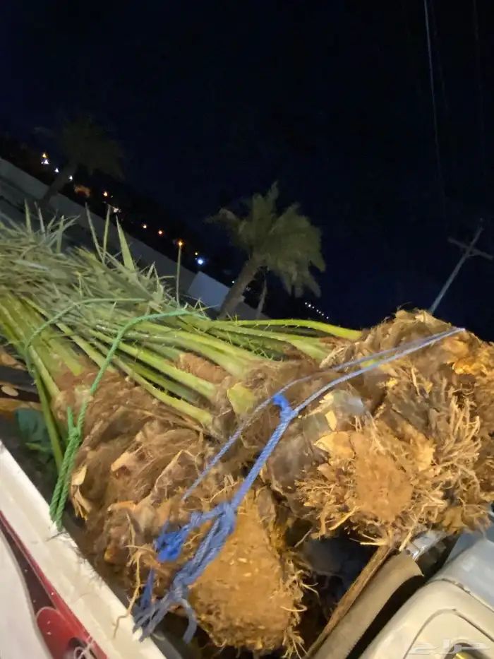 برني  أخلاص 5