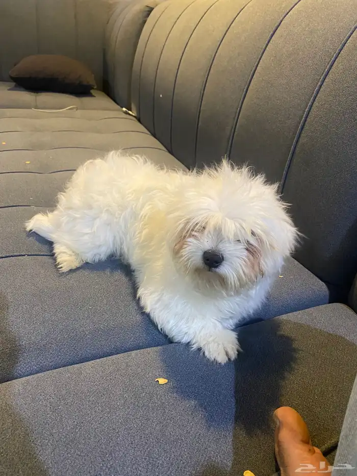 حيوانات كلب مالتيز صغير 1