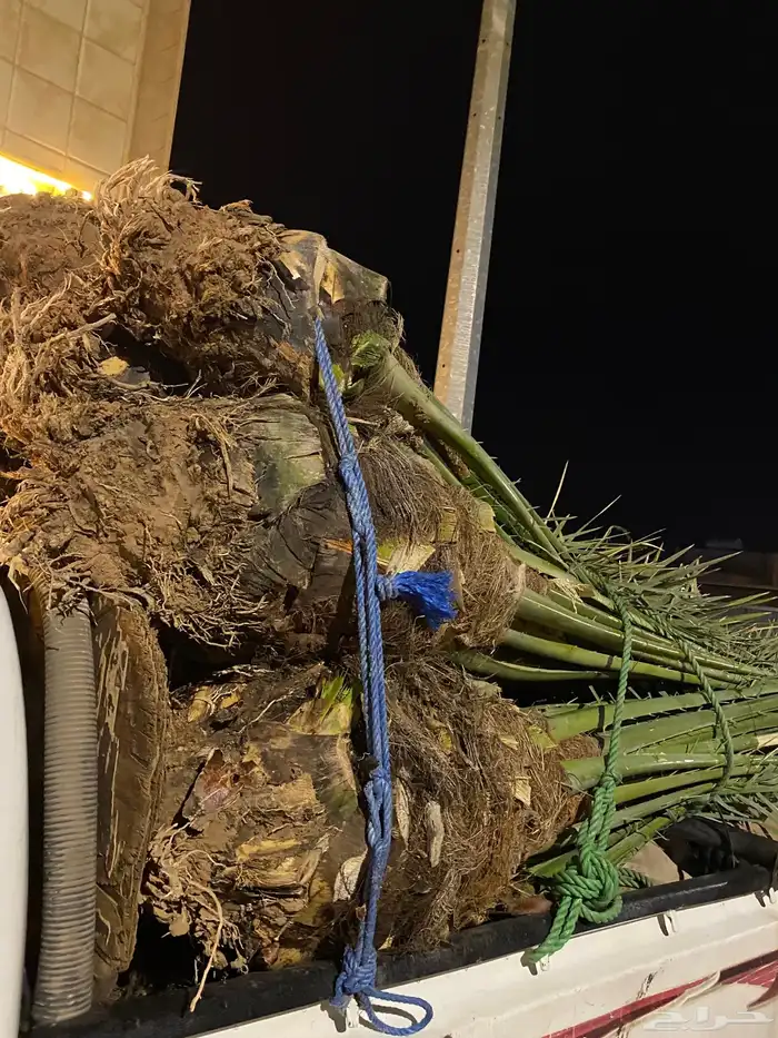 برني  أخلاص 4