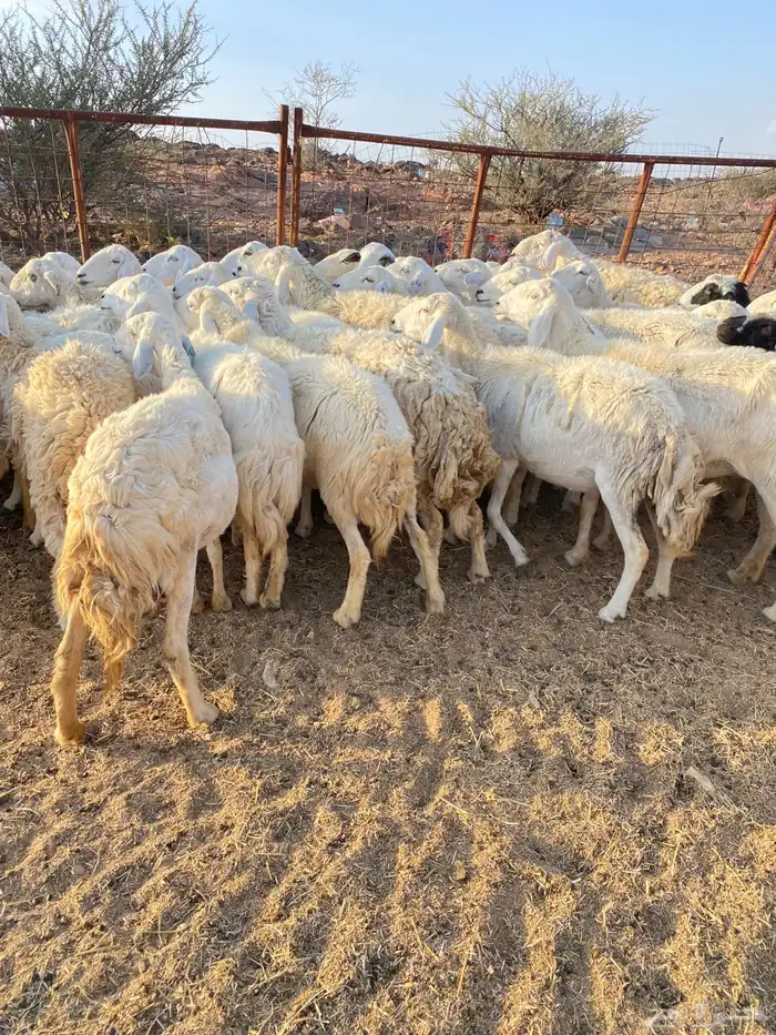 غنم مراح طيبه 1