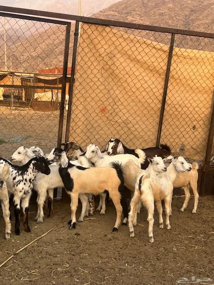 تيوس للبيع 1