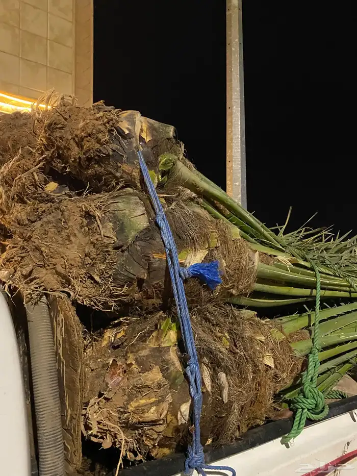 برني  أخلاص 7