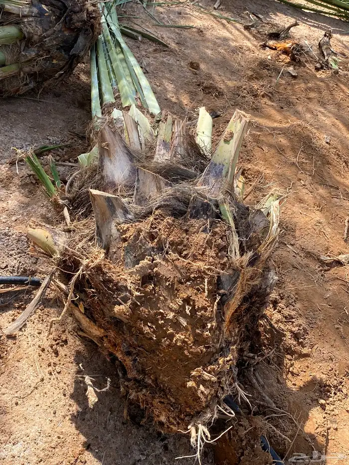 برني  أخلاص 9