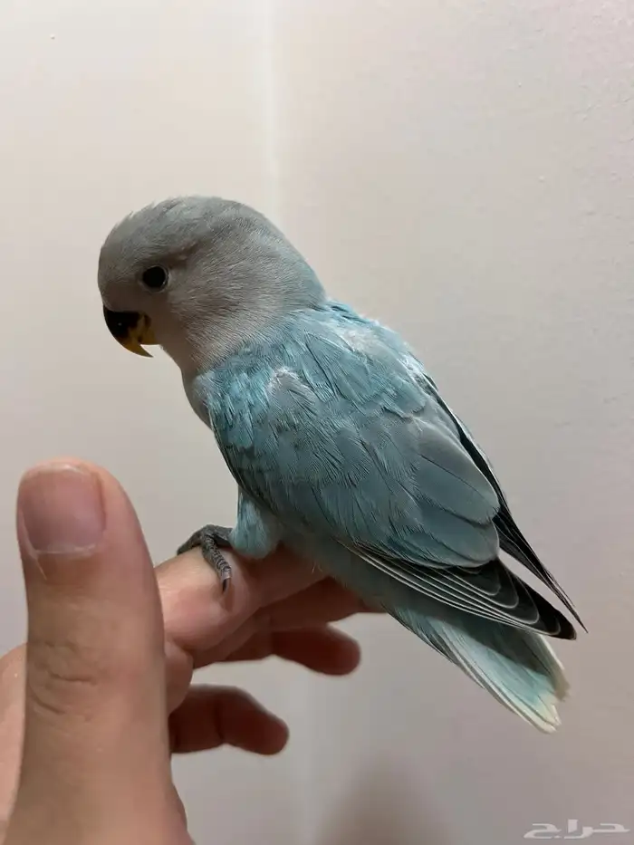 ((تمم البيع))عصفور ببغاء روز تركوازي أليف جدا جدا ولعوب 2