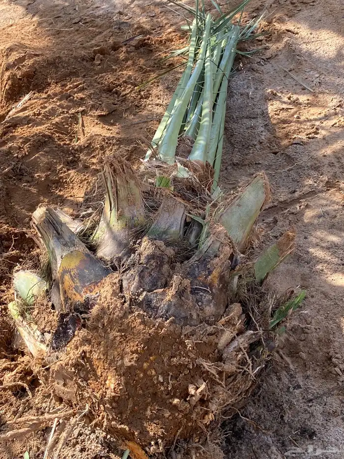 برني  أخلاص 10