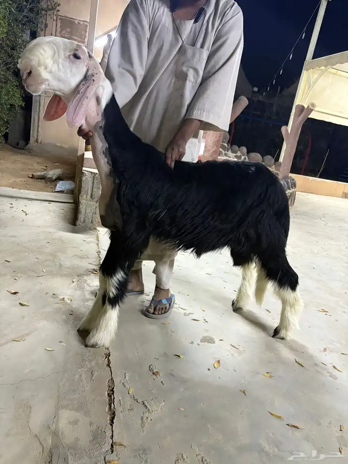مشروع فحل فاخر 0