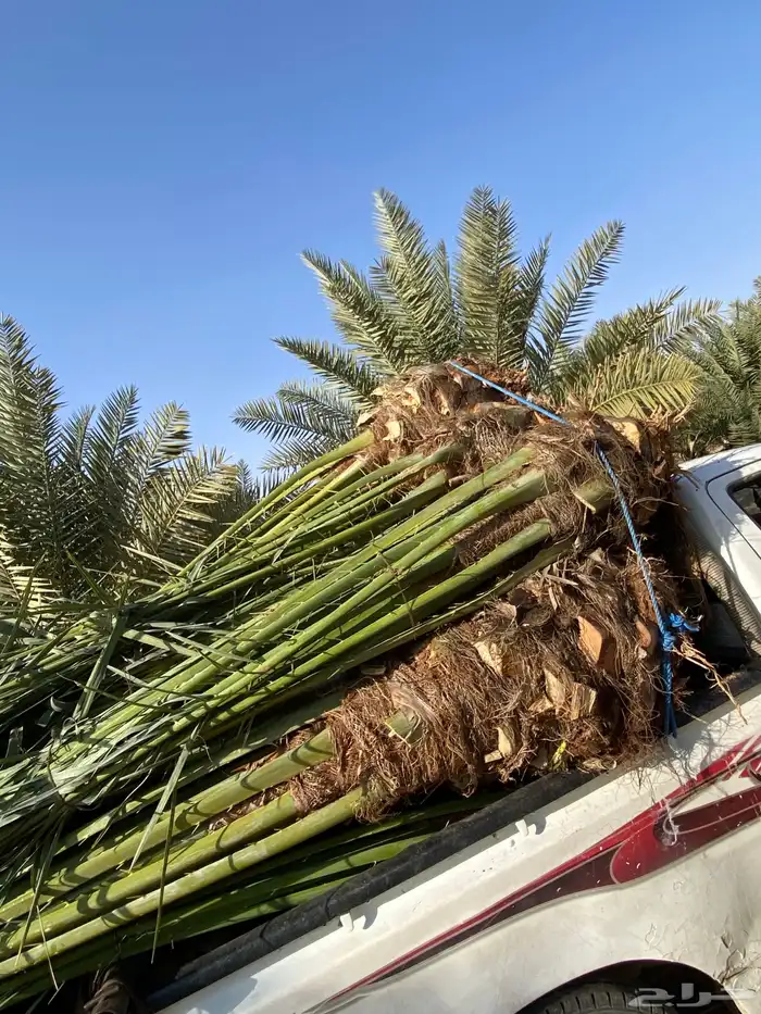 برني  أخلاص 8