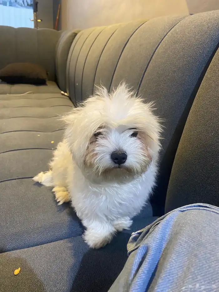 حيوانات كلب مالتيز صغير 0