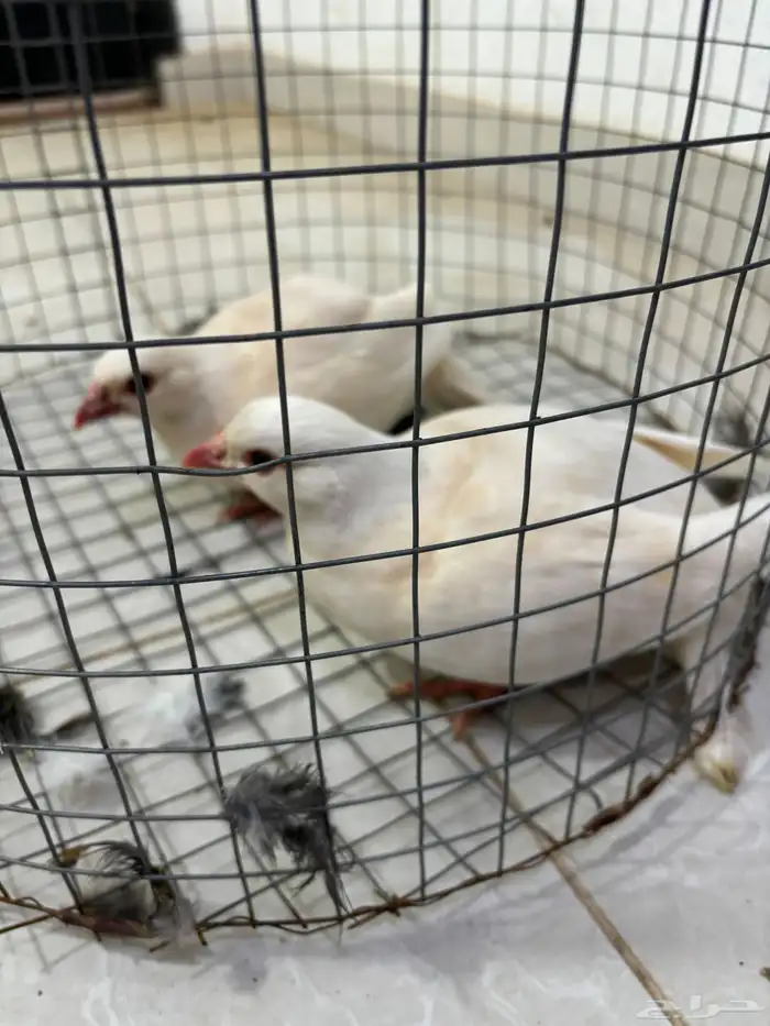 حجل روسي ابيض 2