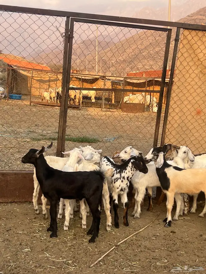 تيوس للبيع 0