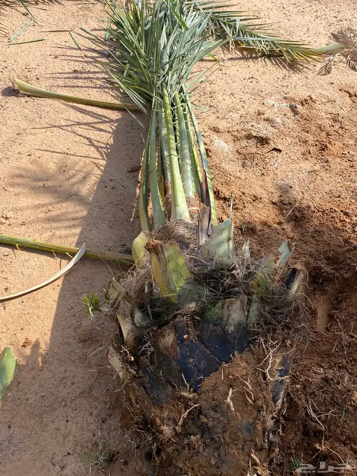 برني  أخلاص 11