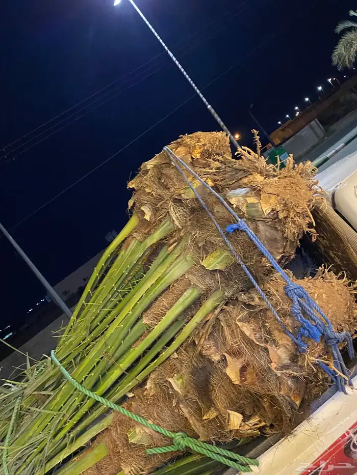 برني  أخلاص 3