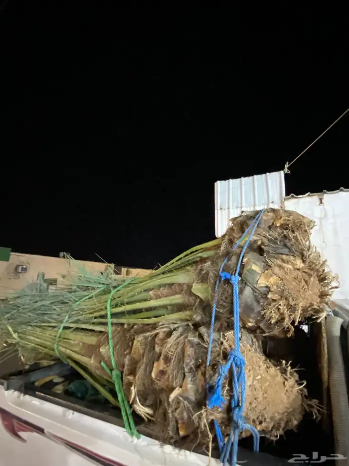 برني  أخلاص 1