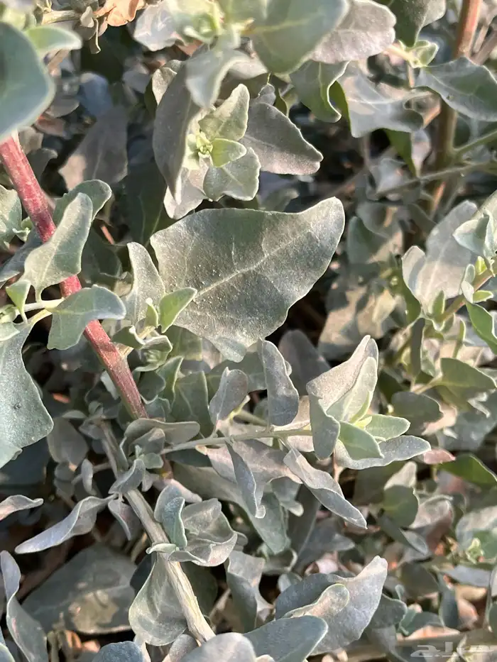 بذور رغل البلدي المعمر الرعوي العملاق 2