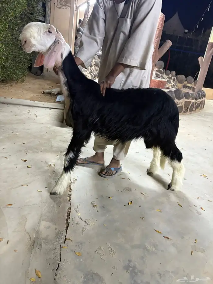 مشروع فحل فاخر 1
