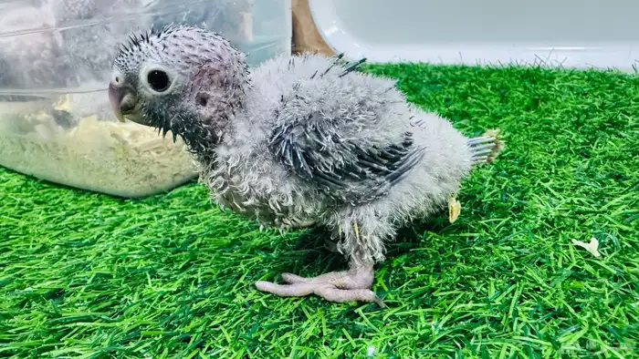 فرخ يلو سايد رد فاكتور لهواة التربية 0