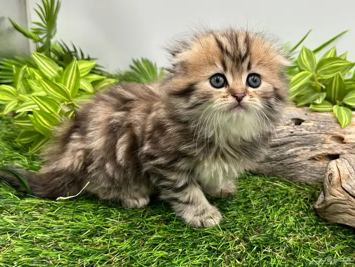 سكوتش فولد انثى - قطيوات 3