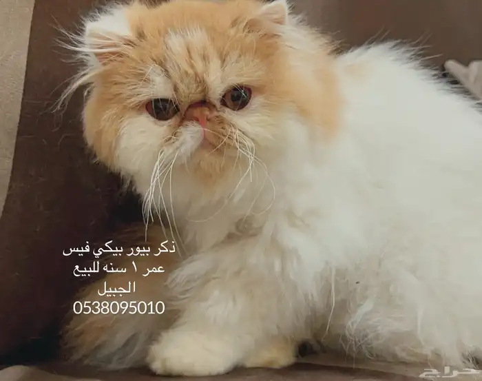 ذكران بيور برشين لتبنى 0