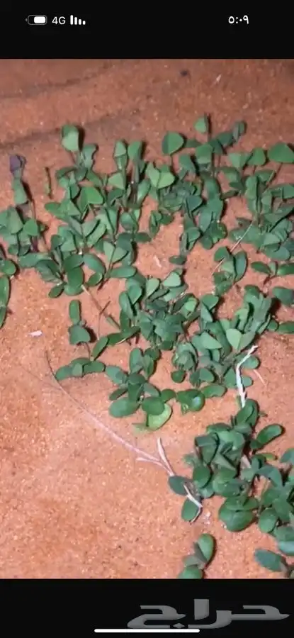 بذر البرسيم العربي للكميات القليله والرشاشات 1