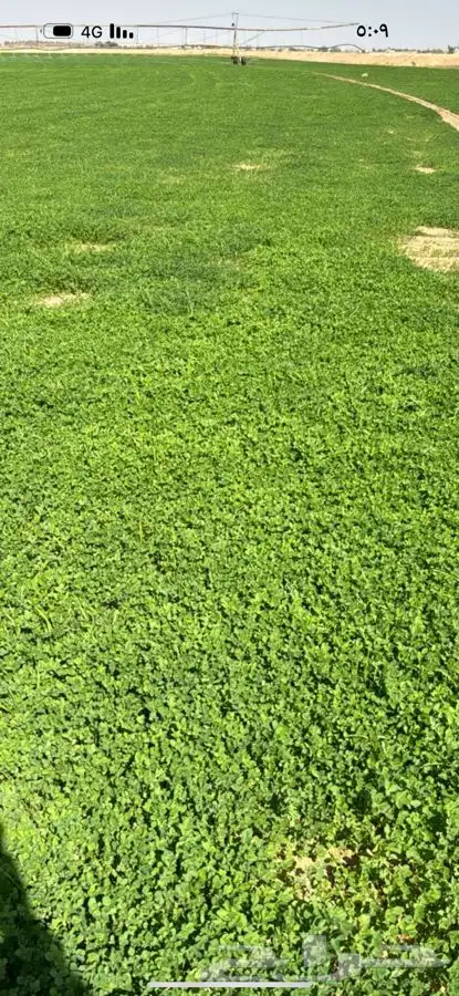 بذر البرسيم العربي للكميات القليله والرشاشات 0