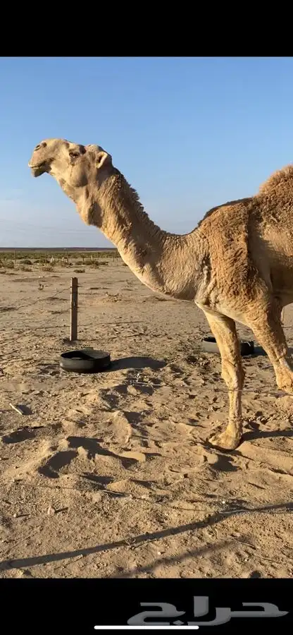 بعير رماني للبيع او البدل 0