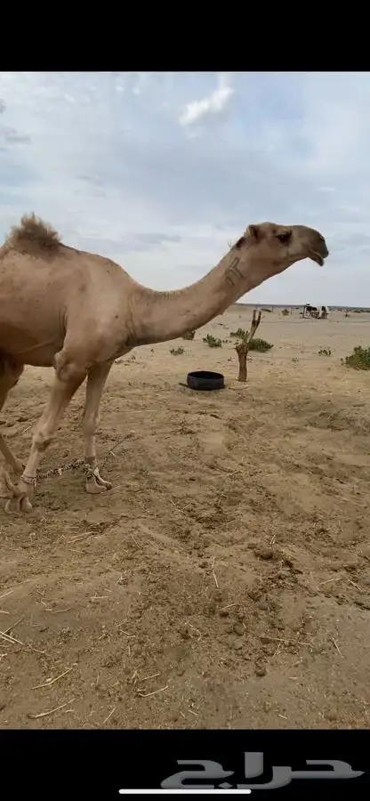 بعير تمامي واقبل البدل 0