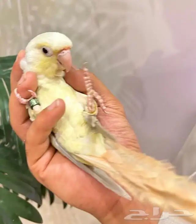 ببغاء كنيور مون شيك هدد شرط من النوادر قمه فالولافه تم البيع 23