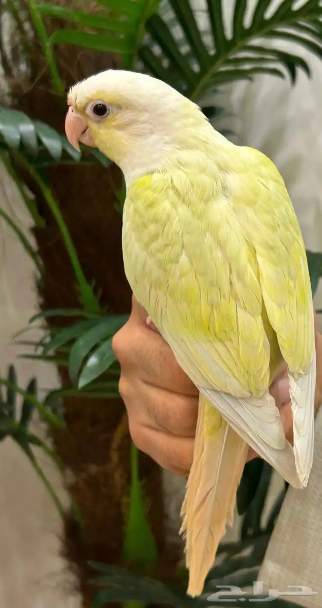 ببغاء كنيور مون شيك هدد شرط من النوادر قمه فالولافه تم البيع 4