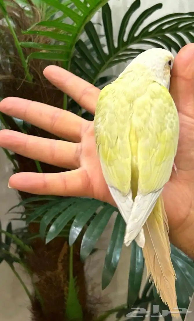 ببغاء كنيور مون شيك هدد شرط من النوادر قمه فالولافه تم البيع 14